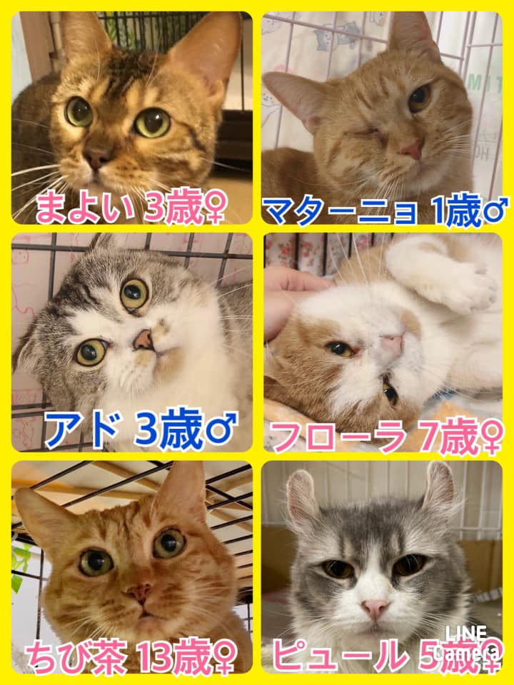 🐾今日の里親様募集中ニャンコ🐱メンバーです🐾2021,2,16